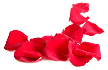 beyaz izole güzel kırmızı gül yaprakları