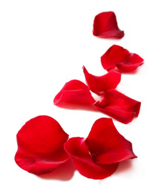 beyaz izole güzel kırmızı gül yaprakları