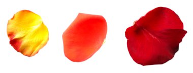 beyaz izole güzel kırmızı gül yaprakları