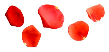 beyaz izole güzel kırmızı gül yaprakları