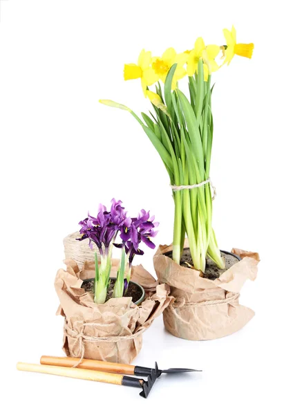 Hermoso narciso, iris y herramientas de jardinería, aislado en blanco —  Fotos de Stock