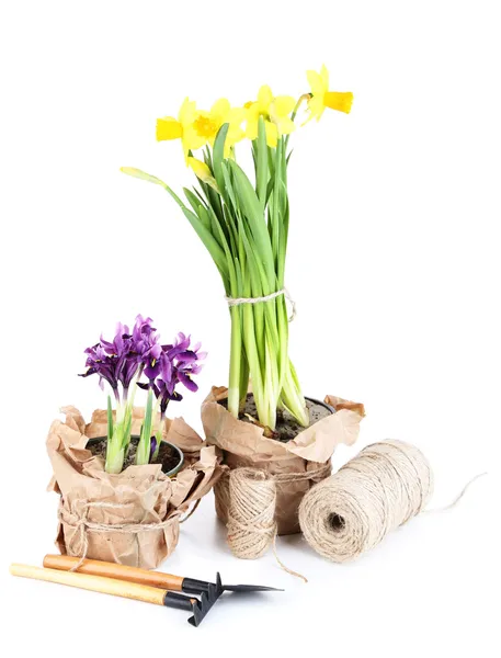 Vackra narcisser, Iris och trädgårdsredskap, isolerad på vit — Stockfoto