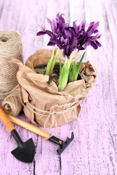 Beautiful irises and gardening tools on wooden table — Stock Photo, Image