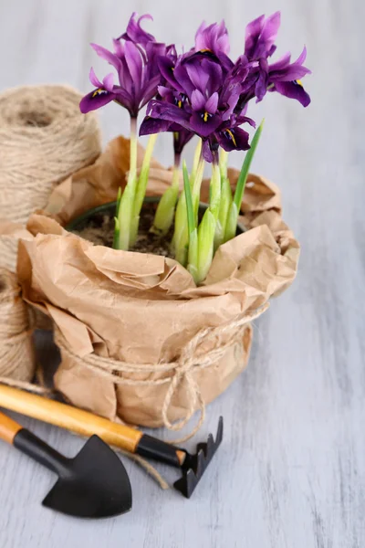 Bellissimi iris e attrezzi da giardinaggio su tavolo di legno — Foto Stock