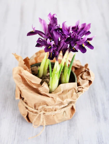 Hermosos iris en mesa de madera — Foto de Stock