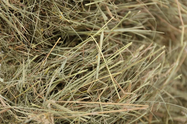 Hay, de perto. — Fotografia de Stock