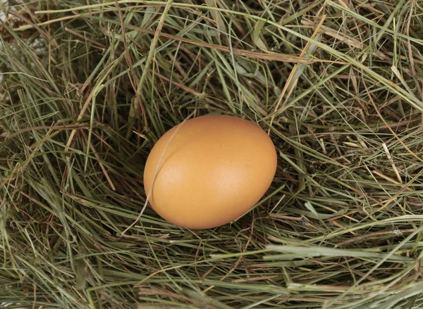 干し草の卵、クローズ アップ — ストック写真