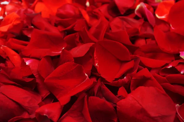 Beautiful red rose petals, close up — Stock Photo, Image