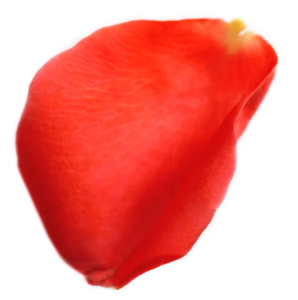 Beautiful red rose petal, isolated on white — Stock Photo, Image