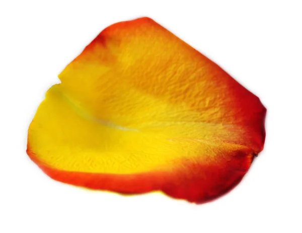 Beautiful rose petal, isolated on white — Stock Photo, Image