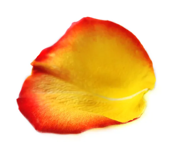 Beautiful rose petal, isolated on white — Stock Photo, Image