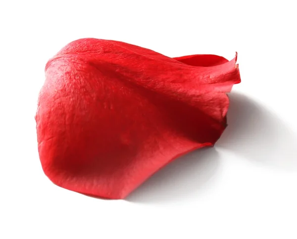 Beautiful red rose petal, isolated on white — Stock Photo, Image