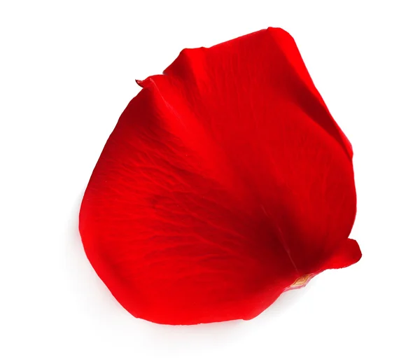 아름 다운 붉은 장미 꽃잎, 흰색 절연 — 스톡 사진