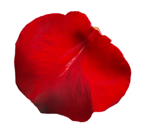 Beautiful red rose petal, isolated on white — Stock Photo, Image