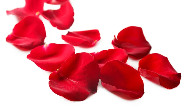 Schöne rote Rosenblätter, isoliert auf weiß — Stockfoto