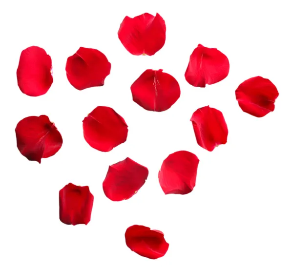 Hermosos pétalos de rosa roja, aislados en blanco —  Fotos de Stock