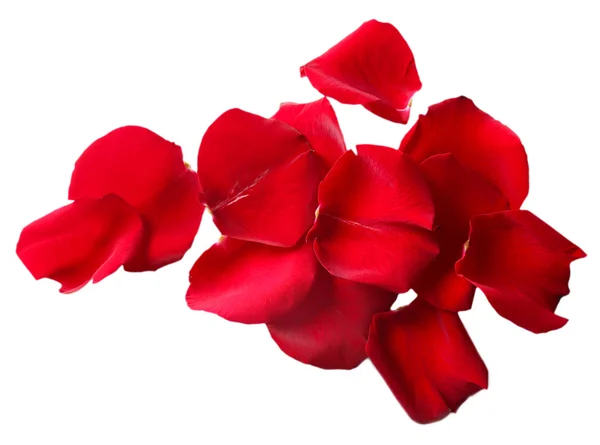 Beautiful red rose petals, isolated on white — Stock Photo, Image