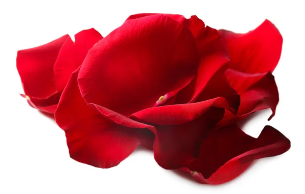 Beautiful red rose petals, isolated on white — Stock Photo, Image