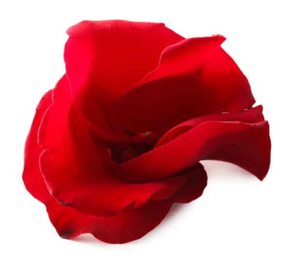 Красиві пелюстки червоної троянди, ізольовані на білому — стокове фото