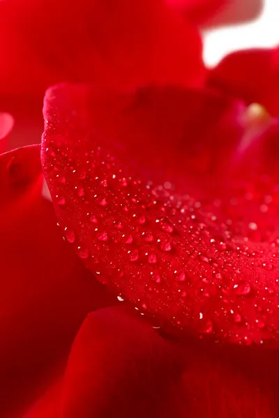 Beautiful red rose petals, close up — Stock Photo, Image