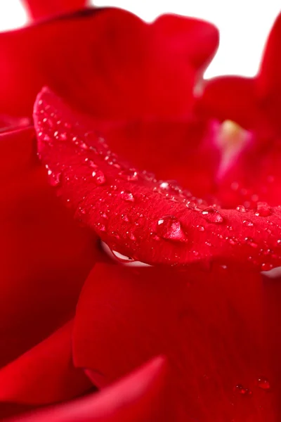 Beautiful red rose petals, close up — Stock Photo, Image