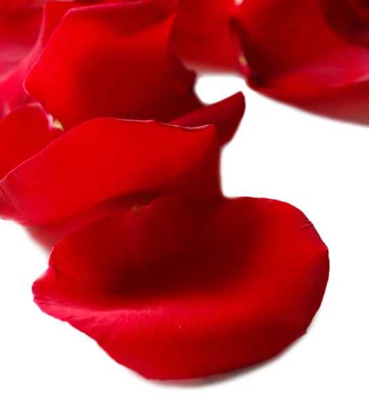 Beautiful red rose petals, isolated on white — Stock Photo, Image