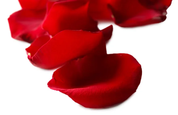 Krásné červené lístky růží, izolované na bílém — Stock fotografie