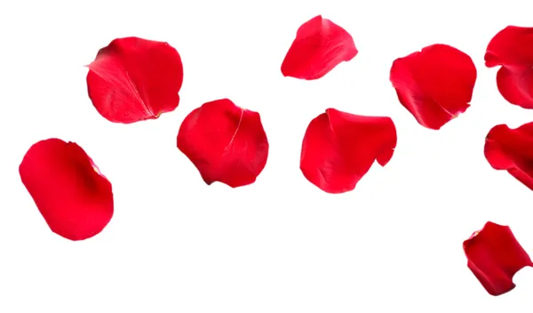 Beautiful red rose petals, isolated on white — Stock Photo, Image