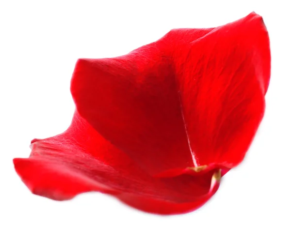 Όμορφο κόκκινο αυξήθηκε πέταλα, απομονωμένα σε λευκό — 图库照片