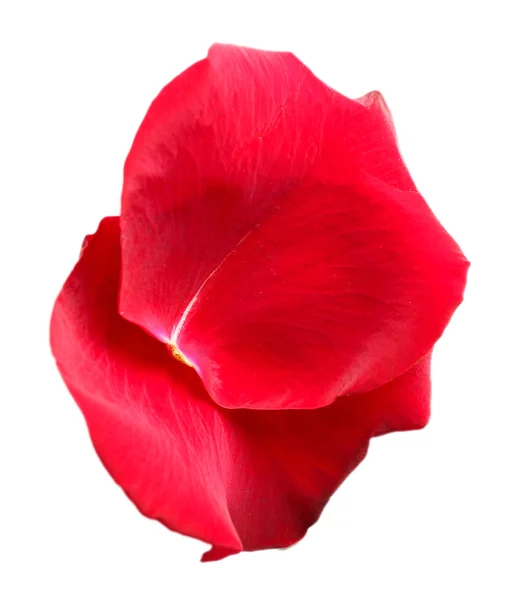 Hermosos pétalos de rosa roja, aislados en blanco — Foto de Stock