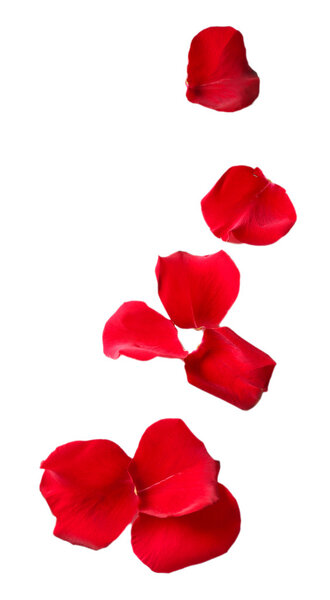 Beautiful red rose petals, isolated on white