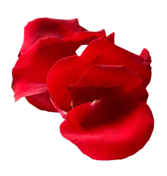 Beautiful red rose petals, isolated on white — Stock Photo, Image