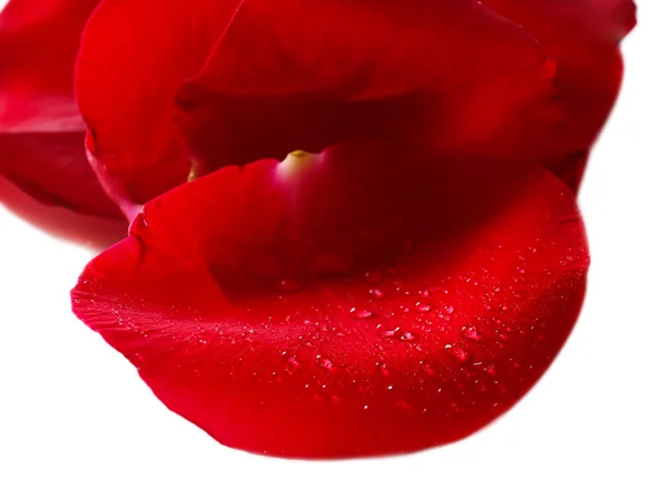 Beautiful red rose petals, isolated on white — Stock Photo, Image