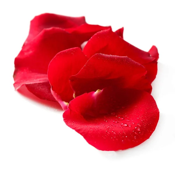 Beautiful red rose petals, isolated on white — Stock Photo, Image