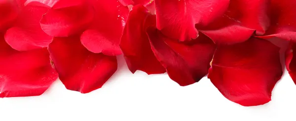 Beyaz izole güzel kırmızı gül yaprakları — Stok fotoğraf