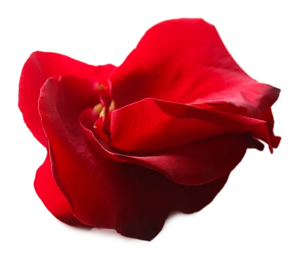 Όμορφο κόκκινο αυξήθηκε πέταλα, απομονωμένα σε λευκό — 图库照片