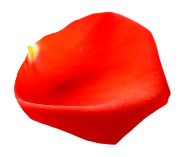 Beautiful red rose petal, isolated on white — Stock Photo, Image