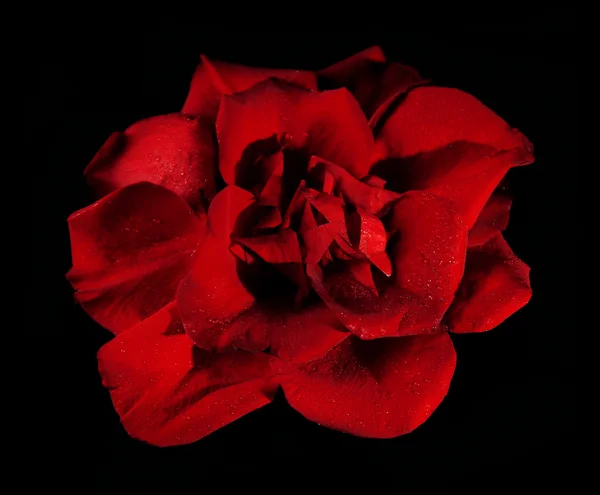 暗い背景に美しいバラの花びら — ストック写真