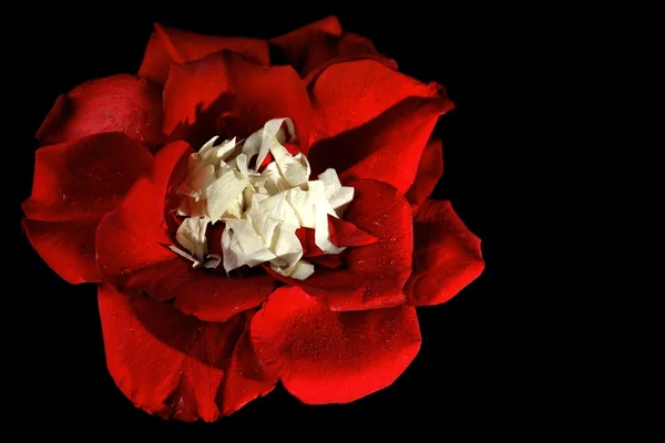 美丽的玫瑰花瓣洒在黑暗的背景 — 图库照片