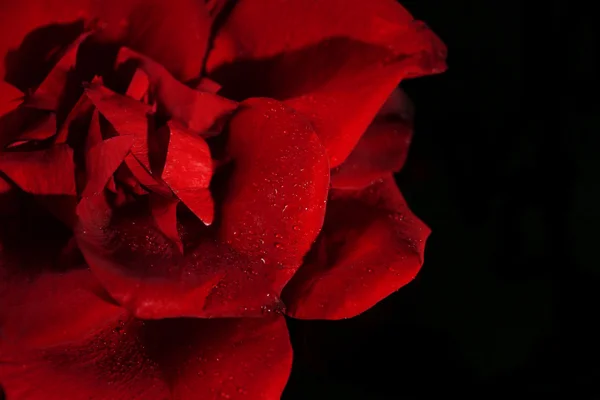 Belas pétalas de rosa no fundo escuro — Fotografia de Stock