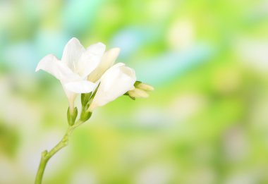 Yeşil doğa arka plan üzerinde güzel Frezya