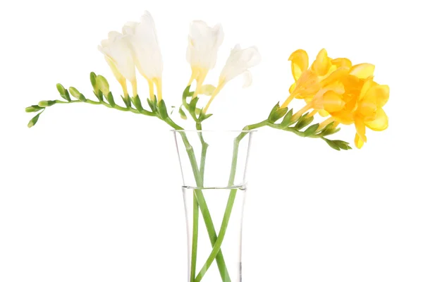 Hermosas flores de freesia, aisladas en blanco — Foto de Stock