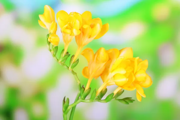 녹색 자연 배경에서 아름 다운 freesias — 스톡 사진