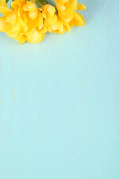 Schöne Freesien auf blauem Hintergrund — Stockfoto
