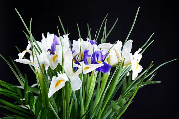 Beaux iris sur fond noir — Photo