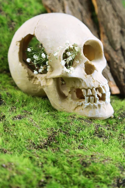 Skull with flowers on green grass background — Stock Photo, Image