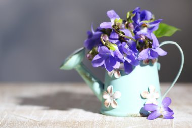 Menekşe çiçek gri arka plan üzerinde