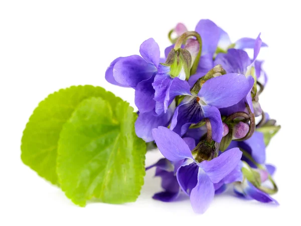 Violets flowers, isolated on white — Stock Photo, Image