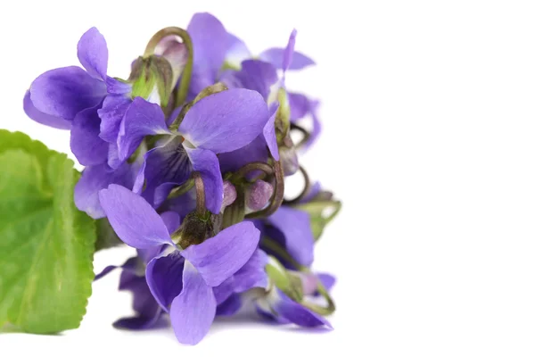 Flores de violetas, isoladas sobre branco — Fotografia de Stock