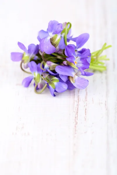 Violets flowers on wooden table — Stock Photo, Image